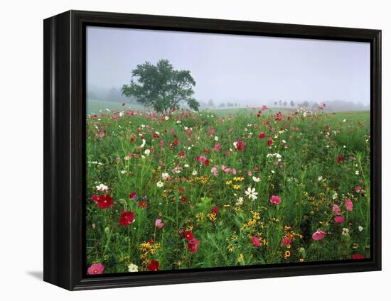 Field of Cosmos Flower, Union, Kentucky, USA-Adam Jones-Framed Premier Image Canvas