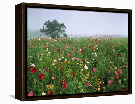 Field of Cosmos Flower, Union, Kentucky, USA-Adam Jones-Framed Premier Image Canvas