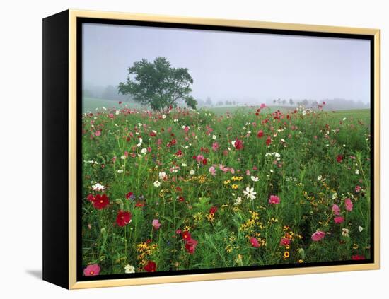 Field of Cosmos Flower, Union, Kentucky, USA-Adam Jones-Framed Premier Image Canvas