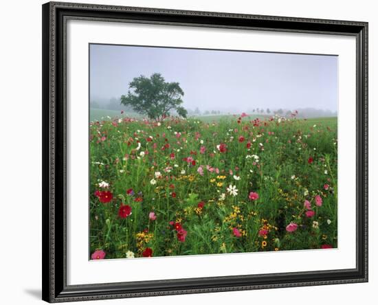 Field of Cosmos Flower, Union, Kentucky, USA-Adam Jones-Framed Photographic Print