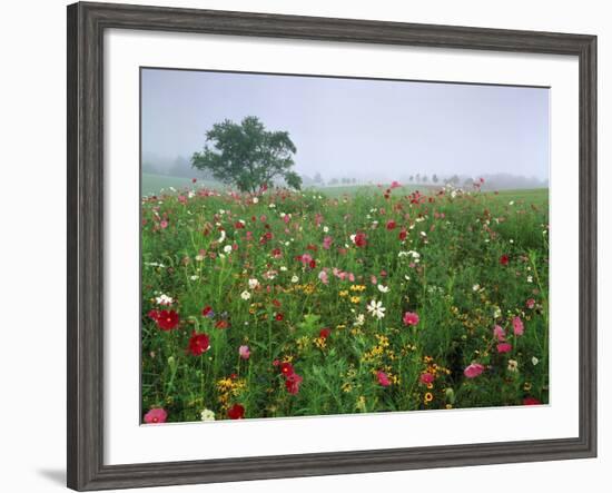 Field of Cosmos Flower, Union, Kentucky, USA-Adam Jones-Framed Photographic Print