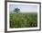 Field of Cosmos Flower, Union, Kentucky, USA-Adam Jones-Framed Photographic Print