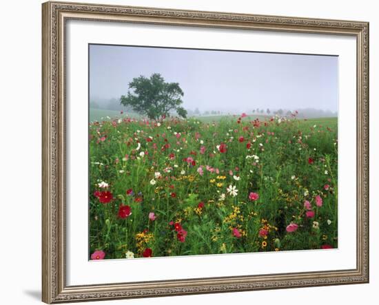 Field of Cosmos Flower, Union, Kentucky, USA-Adam Jones-Framed Photographic Print