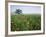 Field of Cosmos Flower, Union, Kentucky, USA-Adam Jones-Framed Photographic Print