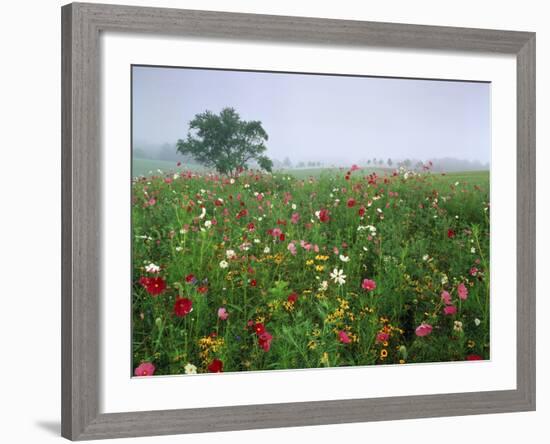 Field of Cosmos Flower, Union, Kentucky, USA-Adam Jones-Framed Photographic Print