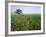 Field of Cosmos Flower, Union, Kentucky, USA-Adam Jones-Framed Photographic Print