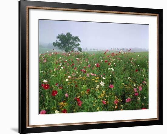 Field of Cosmos Flower, Union, Kentucky, USA-Adam Jones-Framed Photographic Print