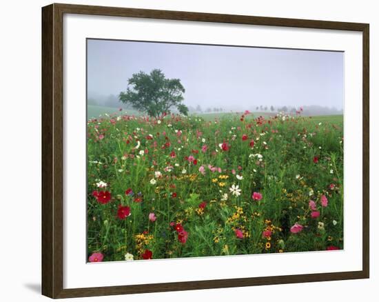 Field of Cosmos Flower, Union, Kentucky, USA-Adam Jones-Framed Photographic Print