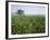 Field of Cosmos Flower, Union, Kentucky, USA-Adam Jones-Framed Photographic Print