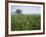 Field of Cosmos Flower, Union, Kentucky, USA-Adam Jones-Framed Photographic Print