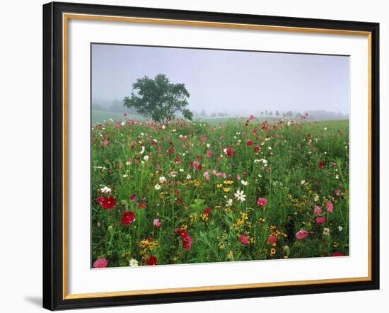 Field of Cosmos Flower, Union, Kentucky, USA-Adam Jones-Framed Photographic Print