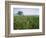 Field of Cosmos Flower, Union, Kentucky, USA-Adam Jones-Framed Photographic Print