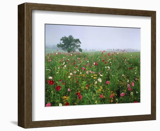 Field of Cosmos Flower, Union, Kentucky, USA-Adam Jones-Framed Photographic Print