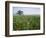 Field of Cosmos Flower, Union, Kentucky, USA-Adam Jones-Framed Photographic Print