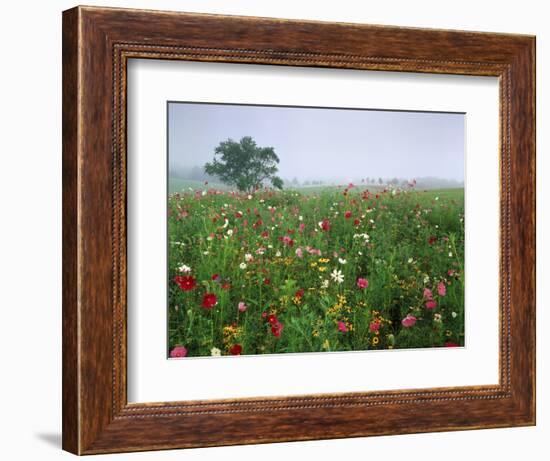 Field of Cosmos Flower, Union, Kentucky, USA-Adam Jones-Framed Photographic Print