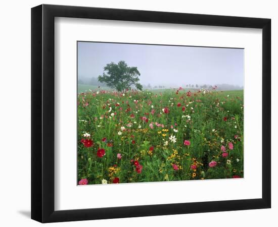 Field of Cosmos Flower, Union, Kentucky, USA-Adam Jones-Framed Photographic Print