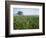 Field of Cosmos Flower, Union, Kentucky, USA-Adam Jones-Framed Photographic Print