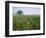 Field of Cosmos Flower, Union, Kentucky, USA-Adam Jones-Framed Photographic Print