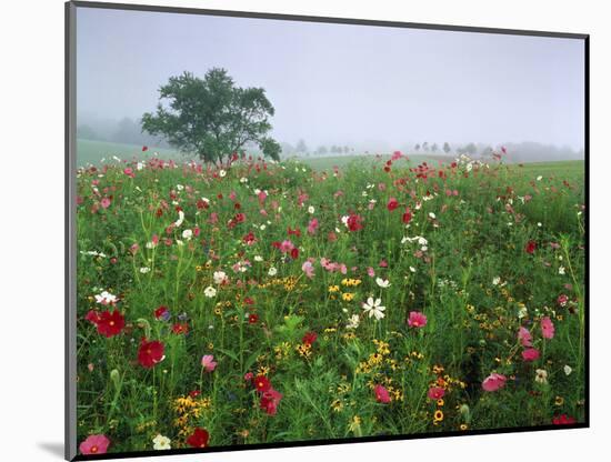 Field of Cosmos Flower, Union, Kentucky, USA-Adam Jones-Mounted Photographic Print