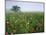 Field of Cosmos Flower, Union, Kentucky, USA-Adam Jones-Mounted Photographic Print