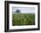 Field of Cosmos Flower, Union, Kentucky, USA-Adam Jones-Framed Photographic Print