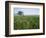 Field of Cosmos Flower, Union, Kentucky, USA-Adam Jones-Framed Photographic Print