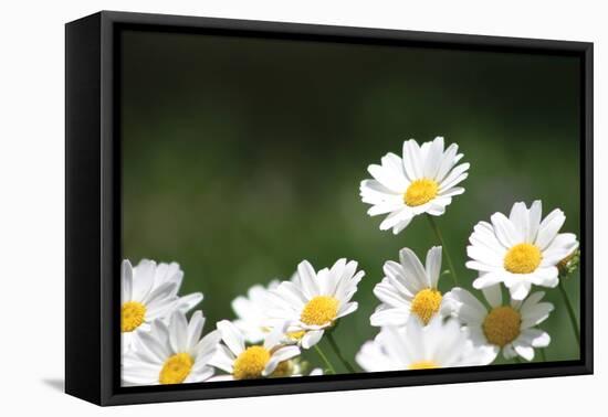 Field of Daisies II-Karyn Millet-Framed Premier Image Canvas