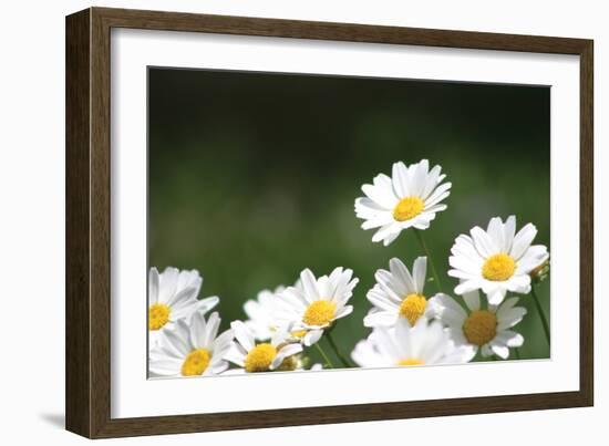 Field of Daisies II-Karyn Millet-Framed Photographic Print