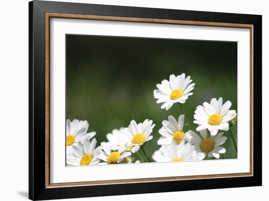 Field of Daisies II-Karyn Millet-Framed Photographic Print