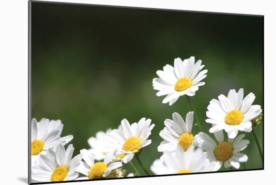 Field of Daisies II-Karyn Millet-Mounted Photographic Print