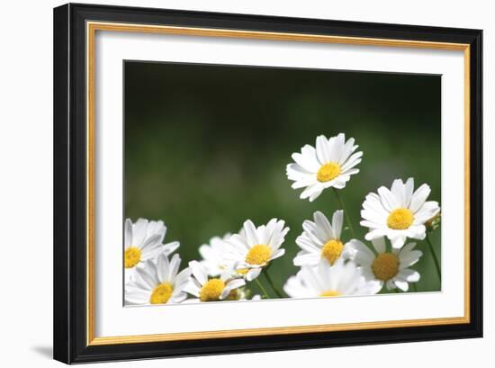 Field of Daisies II-Karyn Millet-Framed Photographic Print