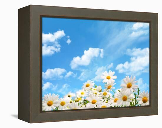 Field of Daisy Flowers against Blue Sky-Liang Zhang-Framed Premier Image Canvas
