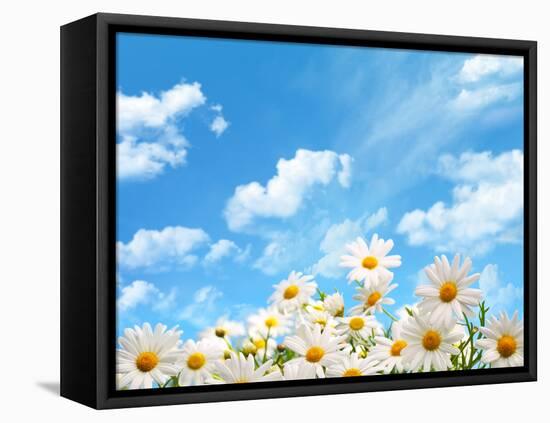 Field of Daisy Flowers against Blue Sky-Liang Zhang-Framed Premier Image Canvas