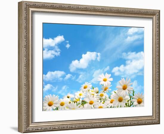 Field of Daisy Flowers against Blue Sky-Liang Zhang-Framed Photographic Print