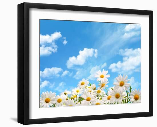 Field of Daisy Flowers against Blue Sky-Liang Zhang-Framed Photographic Print