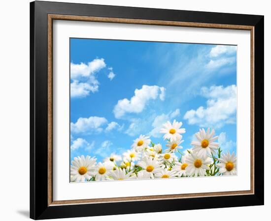 Field of Daisy Flowers against Blue Sky-Liang Zhang-Framed Photographic Print