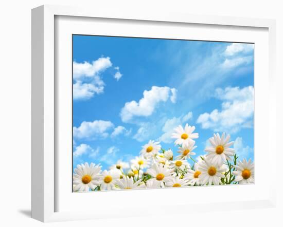 Field of Daisy Flowers against Blue Sky-Liang Zhang-Framed Photographic Print