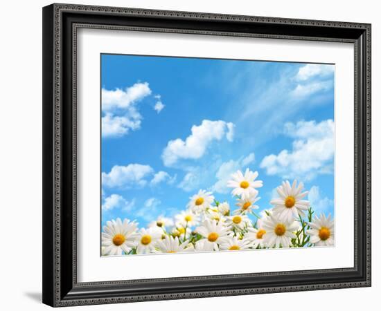 Field of Daisy Flowers against Blue Sky-Liang Zhang-Framed Photographic Print