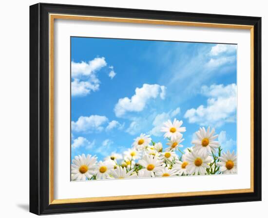 Field of Daisy Flowers against Blue Sky-Liang Zhang-Framed Photographic Print