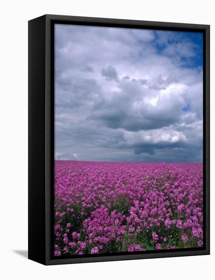 Field of Dames Rocket and Clouds, Oregon, USA-Julie Eggers-Framed Premier Image Canvas