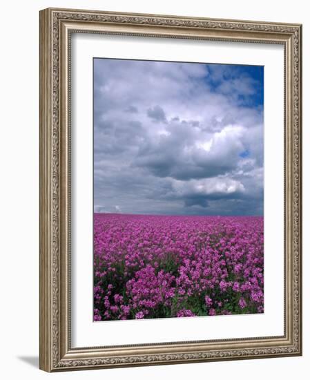 Field of Dames Rocket and Clouds, Oregon, USA-Julie Eggers-Framed Photographic Print