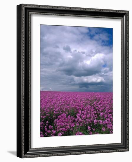 Field of Dames Rocket and Clouds, Oregon, USA-Julie Eggers-Framed Photographic Print