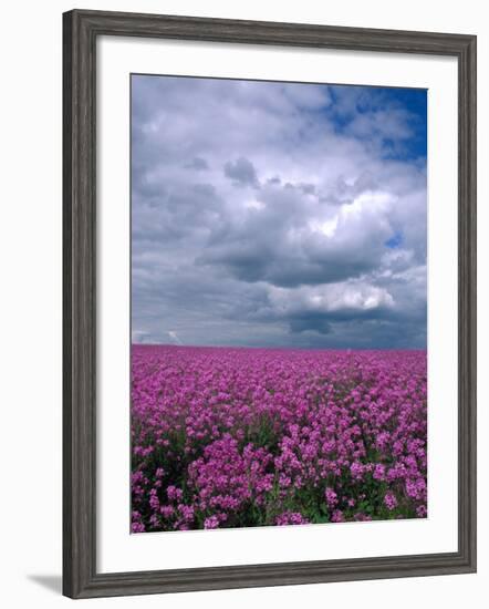 Field of Dames Rocket and Clouds, Oregon, USA-Julie Eggers-Framed Photographic Print