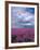 Field of Dames Rocket and Clouds, Oregon, USA-Julie Eggers-Framed Photographic Print