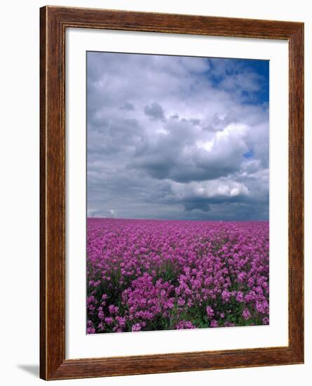 Field of Dames Rocket and Clouds, Oregon, USA-Julie Eggers-Framed Photographic Print