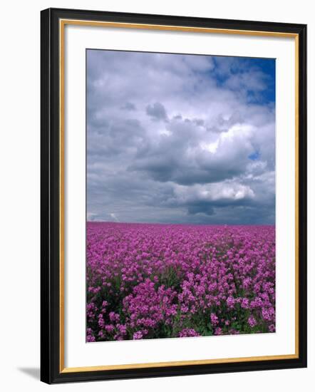 Field of Dames Rocket and Clouds, Oregon, USA-Julie Eggers-Framed Photographic Print
