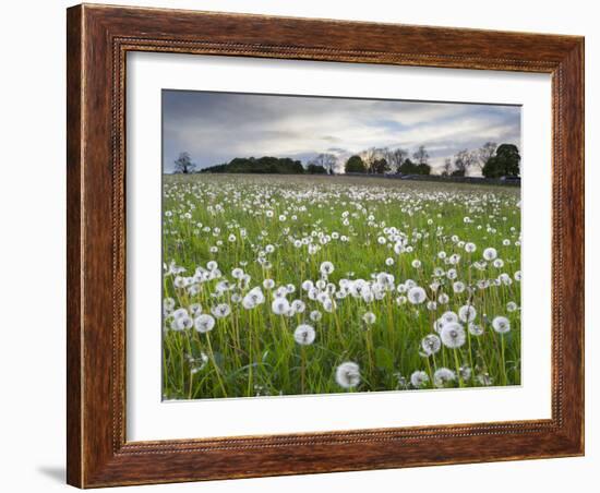 Field of Dandelion Seedheads Near Stow on the Wold, Gloucestershire, Cotswolds, England, United Kin-Stuart Black-Framed Photographic Print