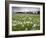 Field of Dandelion Seedheads Near Stow on the Wold, Gloucestershire, Cotswolds, England, United Kin-Stuart Black-Framed Photographic Print