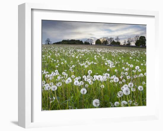 Field of Dandelion Seedheads Near Stow on the Wold, Gloucestershire, Cotswolds, England, United Kin-Stuart Black-Framed Photographic Print