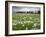 Field of Dandelion Seedheads Near Stow on the Wold, Gloucestershire, Cotswolds, England, United Kin-Stuart Black-Framed Photographic Print